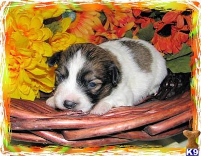Puppies in KY